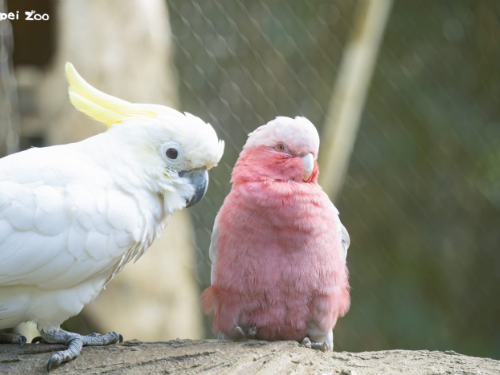 5月31日世界鸚鵡日，臺北市立動物園邀民眾認識鸚鵡魅力與保育危機